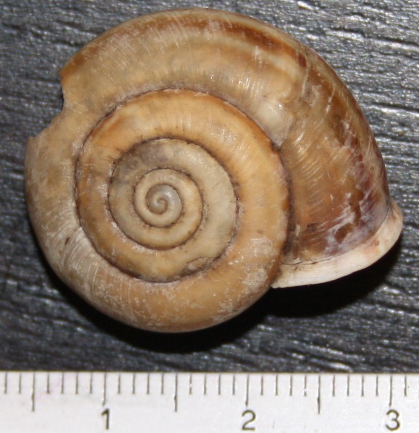 Chilostoma planospira?